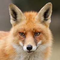 Елена Иванова