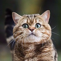 Денис Трещёв