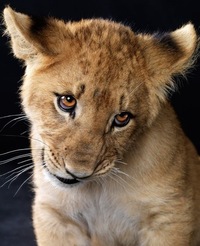 Герман Соколов