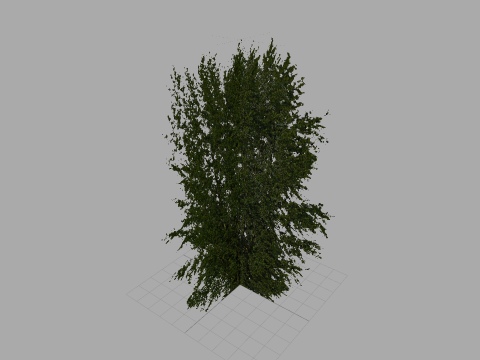 UD-G: tree02 - poplar 15 m