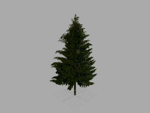 UD-G: tree11 - spruce 20 m