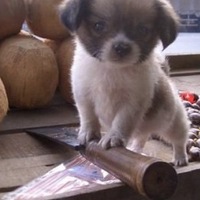 Незнакомка Незнакомка