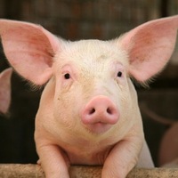 Евгений Волков