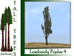 Lombardy Poplar 4 16m