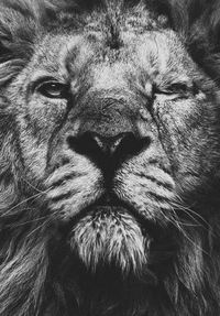 Антон Соколов