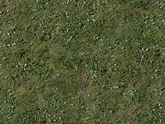 Meadow - Grass 2