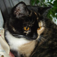Екатерина Костылева