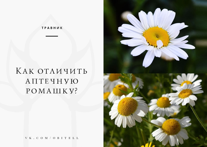 Ромашка Фото И Описание Как Отличить – Telegraph