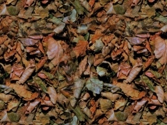 TPR09_Dry_Leaves