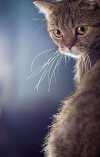 Татьяна Кошкарова