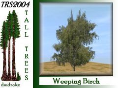 Weeping Birch 20m