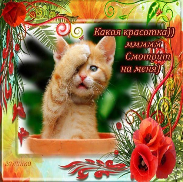 Поздравления июня, ах какая красотка открытки