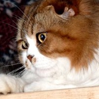 Людмила Lussi