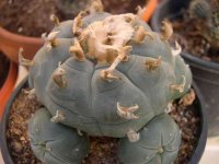 Lophophora