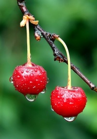 Мария Краса