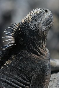 Старая Игуана