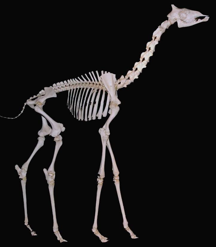 Скелет жирафа картинки