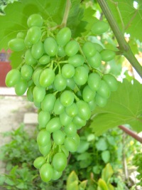 Lika Бегунова