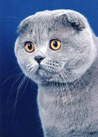 коты британские фотографии