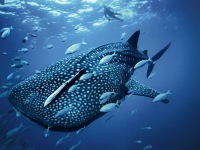 Виктория Коцепалова