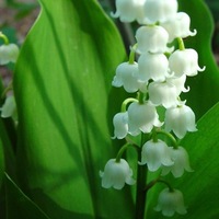 Агата Аланти