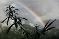 Паша Рязанцевы