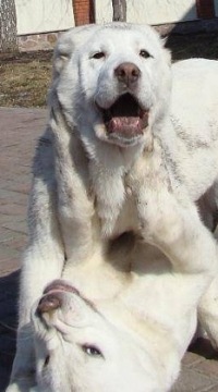 Собачьи бои на кавказе видео