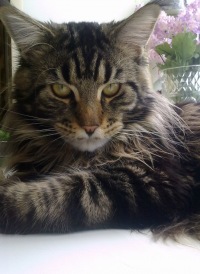 Александр Фарин