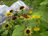 Марина Немченко