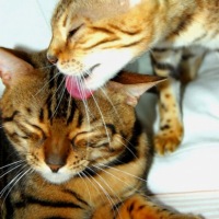 Александра Королева