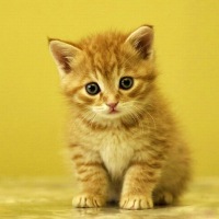 Ольга Цалихина