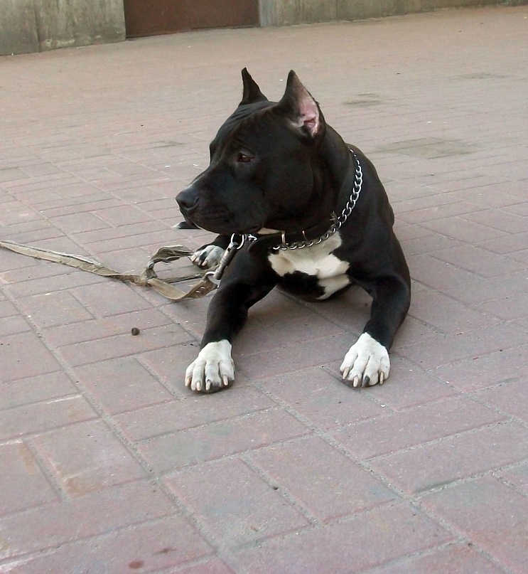 Photo of the dog