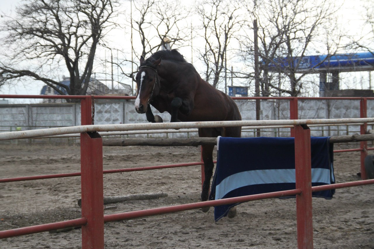 Агро спорт. УВП жеребенок продажа. Жеребец УВП текст.