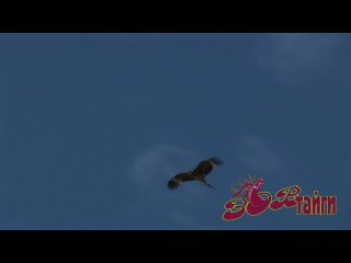 Адважны каланок