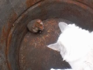 Хомяк коту с вертухи ушатал)))