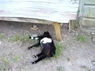 Козы от испуга падают в обморок=)))