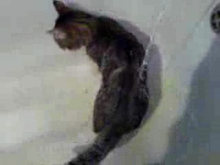 Кот Водолюб