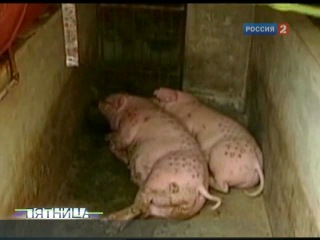- Отсутсвие анастезии может даже привлекать. Татуировка, как экстримальное развлечение, входит в практику садомазохизма.