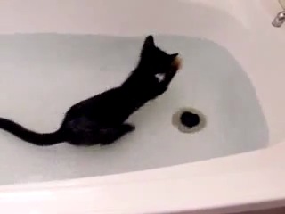 котей-водолюб