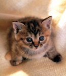 Женька Котёнок