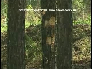 ТАУ - Сагра, Кавказцы vs Русские 4