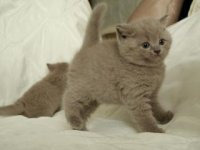Антананариву Манилус