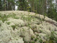 Оленька Ясинская