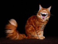 Котёнок Ммуууурррр