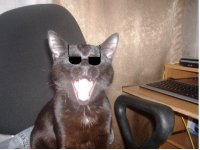 Вася Кот