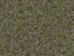 wp_tex4_grass