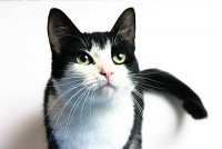 Гулёна Кошкина