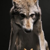 Владимир Ходаковский