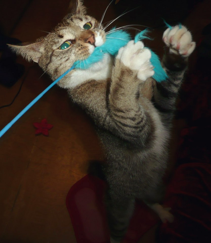 Анастасия Мелихова