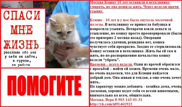 Усыпление кошек